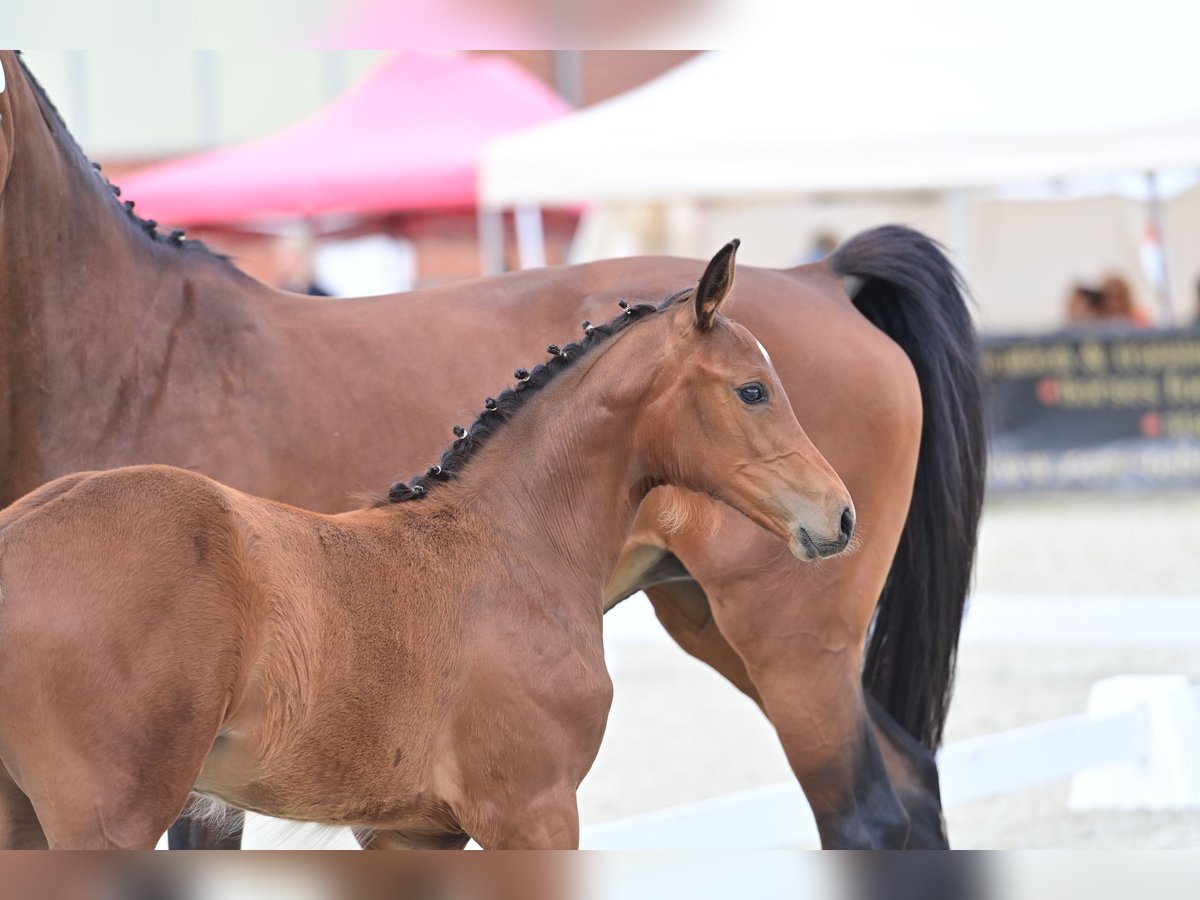 Caballo de deporte alemán Yegua 1 año 169 cm Castaño in Verl