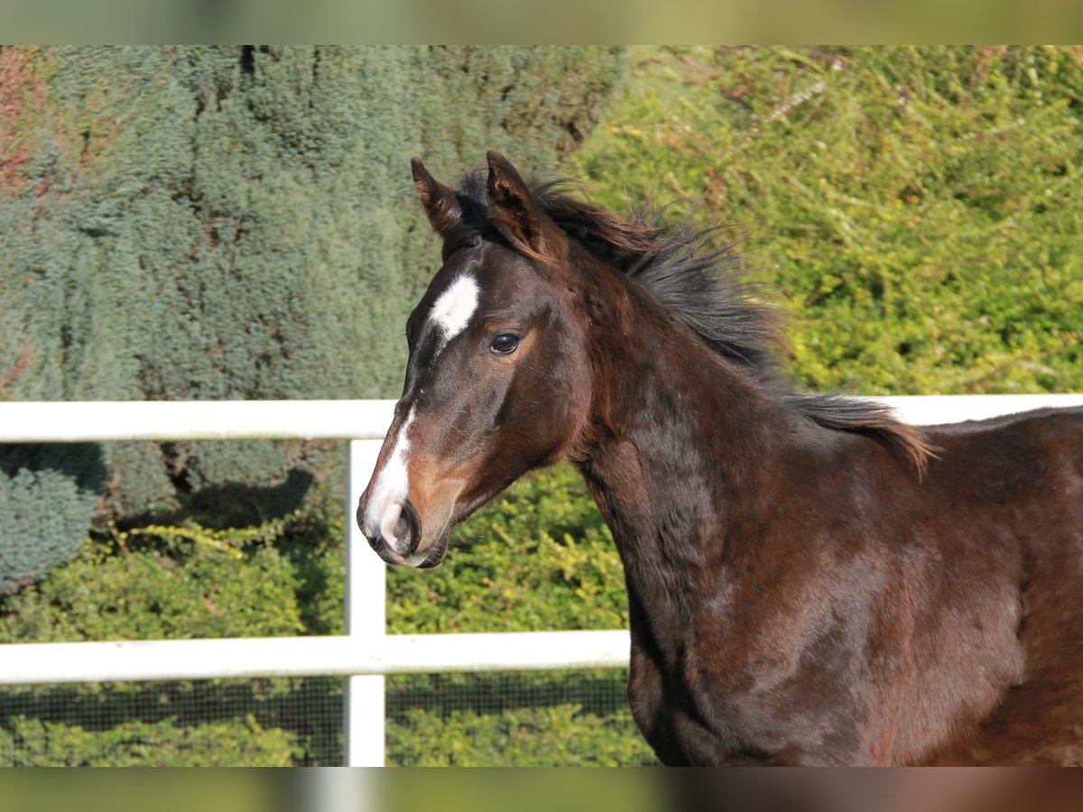 Caballo de deporte alemán Yegua 1 año 169 cm Castaño oscuro in Neckargemünd