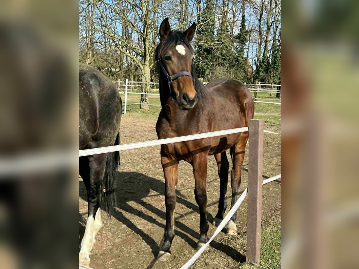 Caballo de deporte alemán Yegua 1 año 174 cm Castaño in Rheinberg