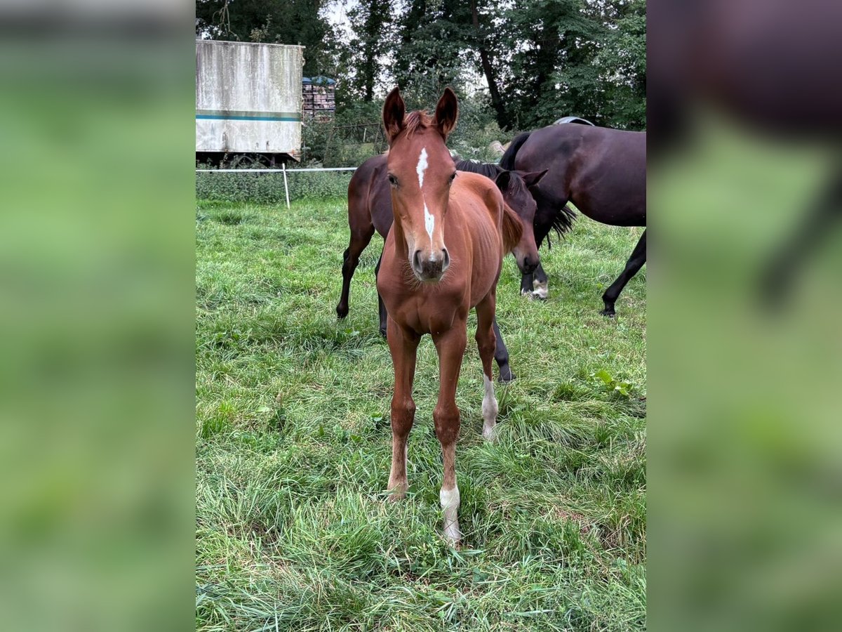 Caballo de deporte alemán Yegua 1 año 175 cm Alazán in Löningen