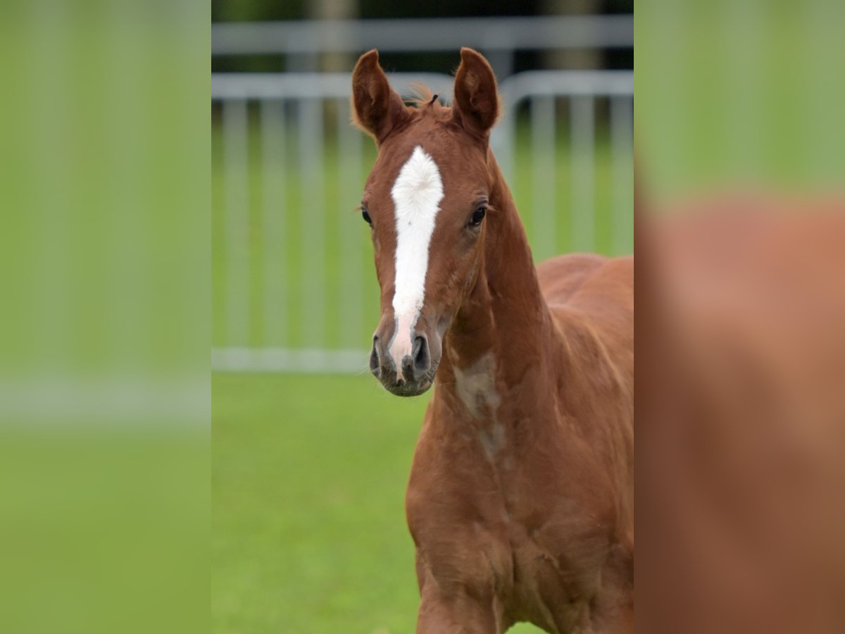 Caballo de deporte alemán Yegua 1 año Alazán in Illertissen