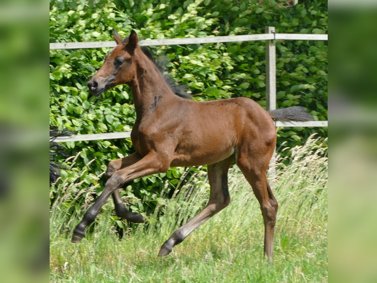 Caballo de deporte alemán Yegua 1 año Castaño oscuro in Kleinlangheim