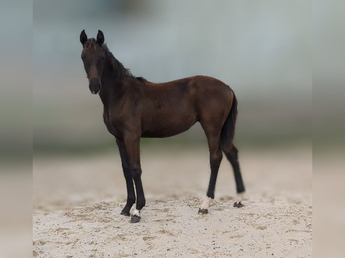 Caballo de deporte alemán Yegua 1 año Castaño oscuro in Bad König