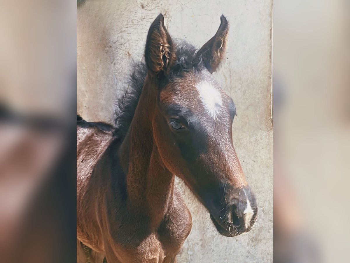 Caballo de deporte alemán Yegua 1 año Morcillo in Kronberg im Taunus