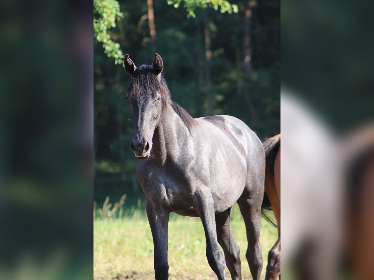 Caballo de deporte alemán Yegua 1 año Musgo in Löwenberger Land