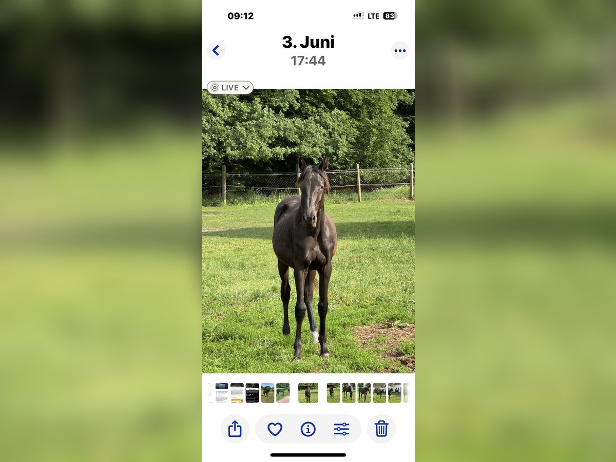 Caballo de deporte alemán Yegua 1 año Negro in Heiligengrabe OT Grabow