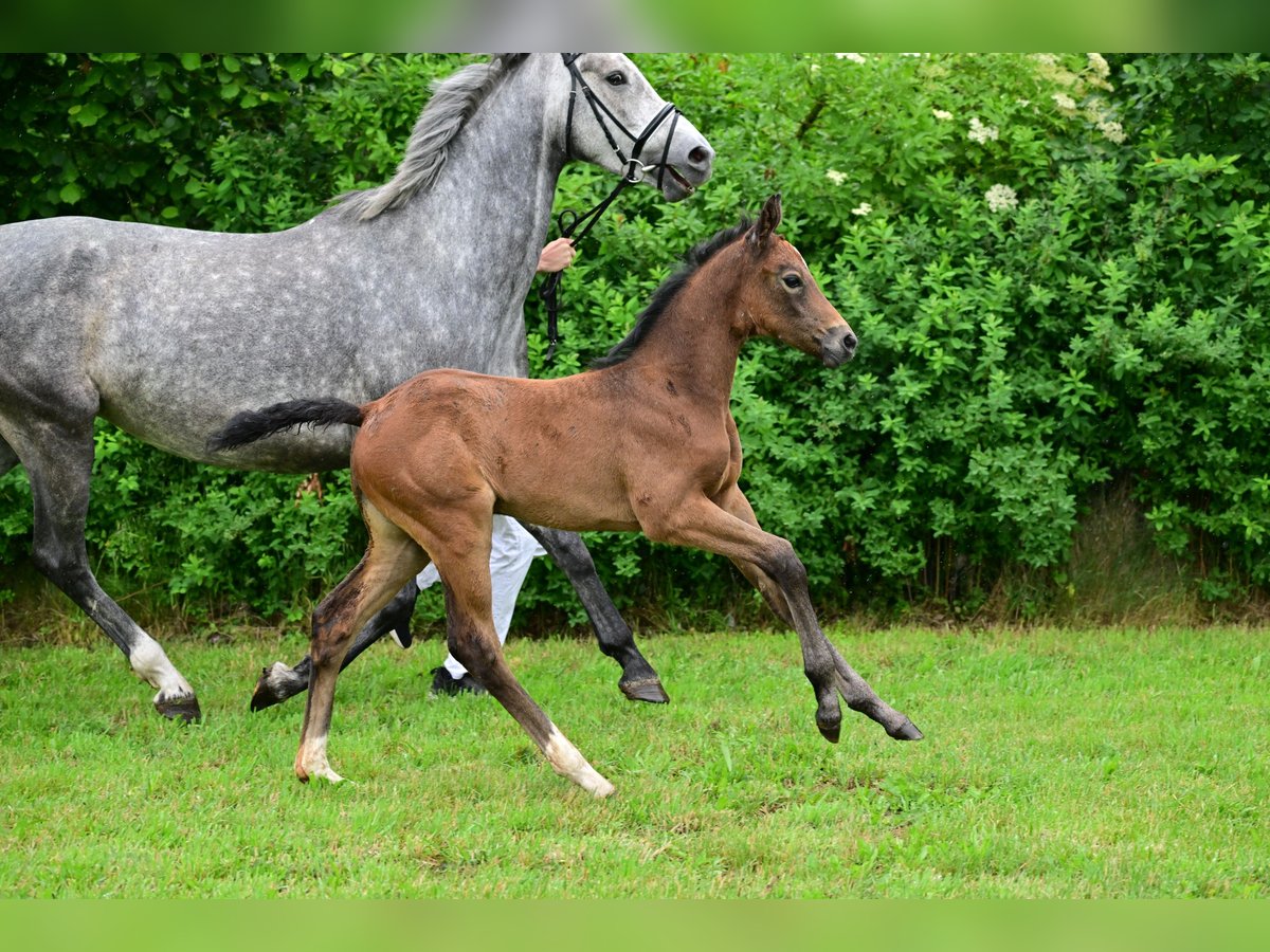 Caballo de deporte alemán Yegua 1 año Tordo in Schönwalde-Glien