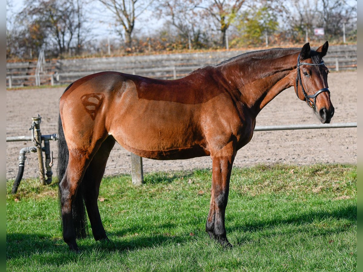 Caballo de deporte alemán Yegua 22 años 164 cm Castaño in Neuhofen