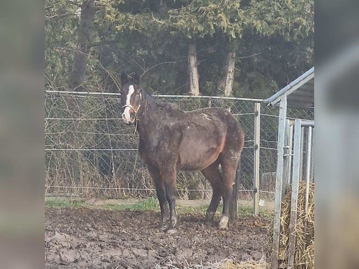 Caballo de deporte alemán Yegua 24 años 163 cm Castaño in Haus Zeitz