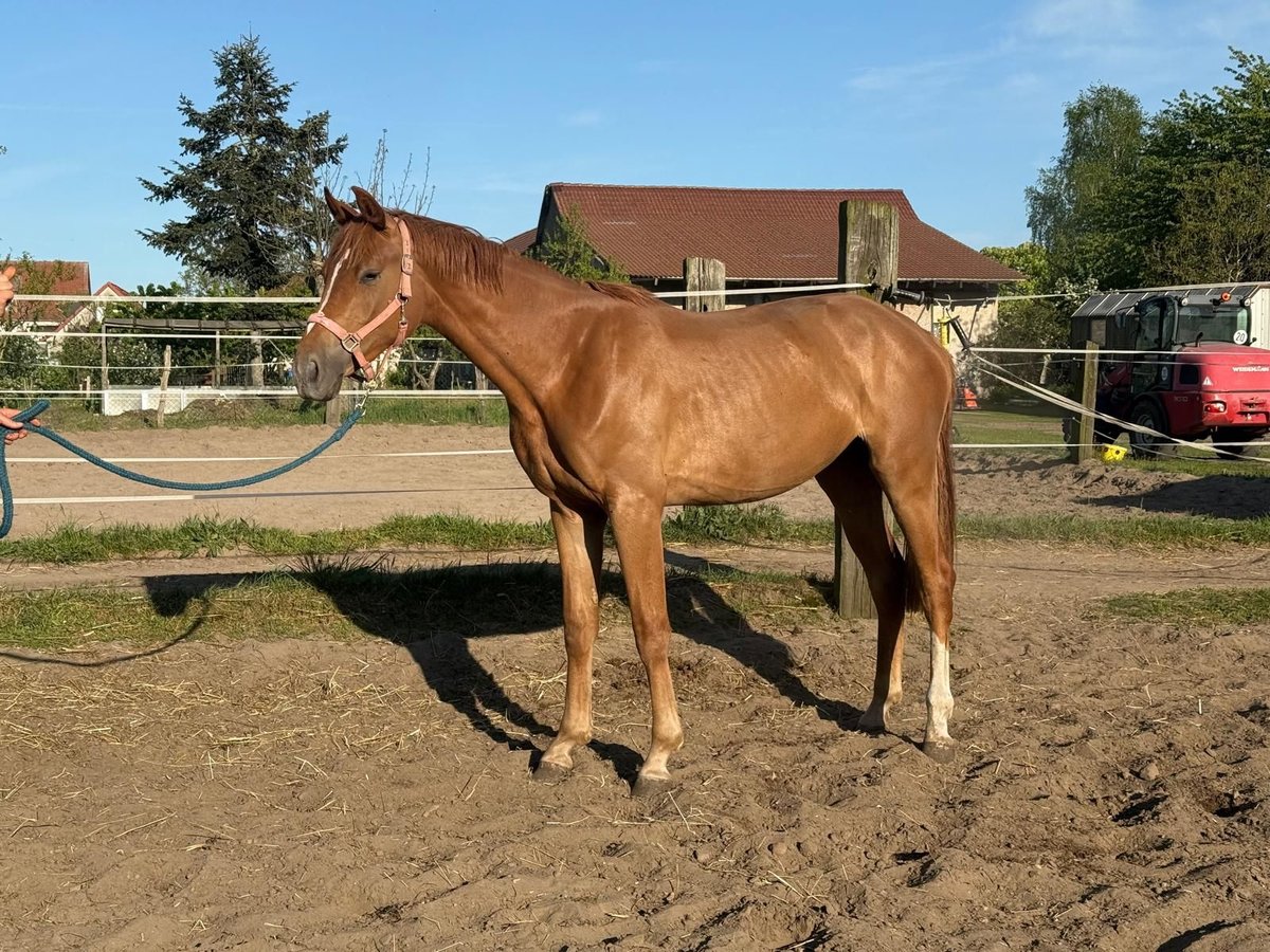 Caballo de deporte alemán Yegua 2 años 160 cm Alazán in Wulkow