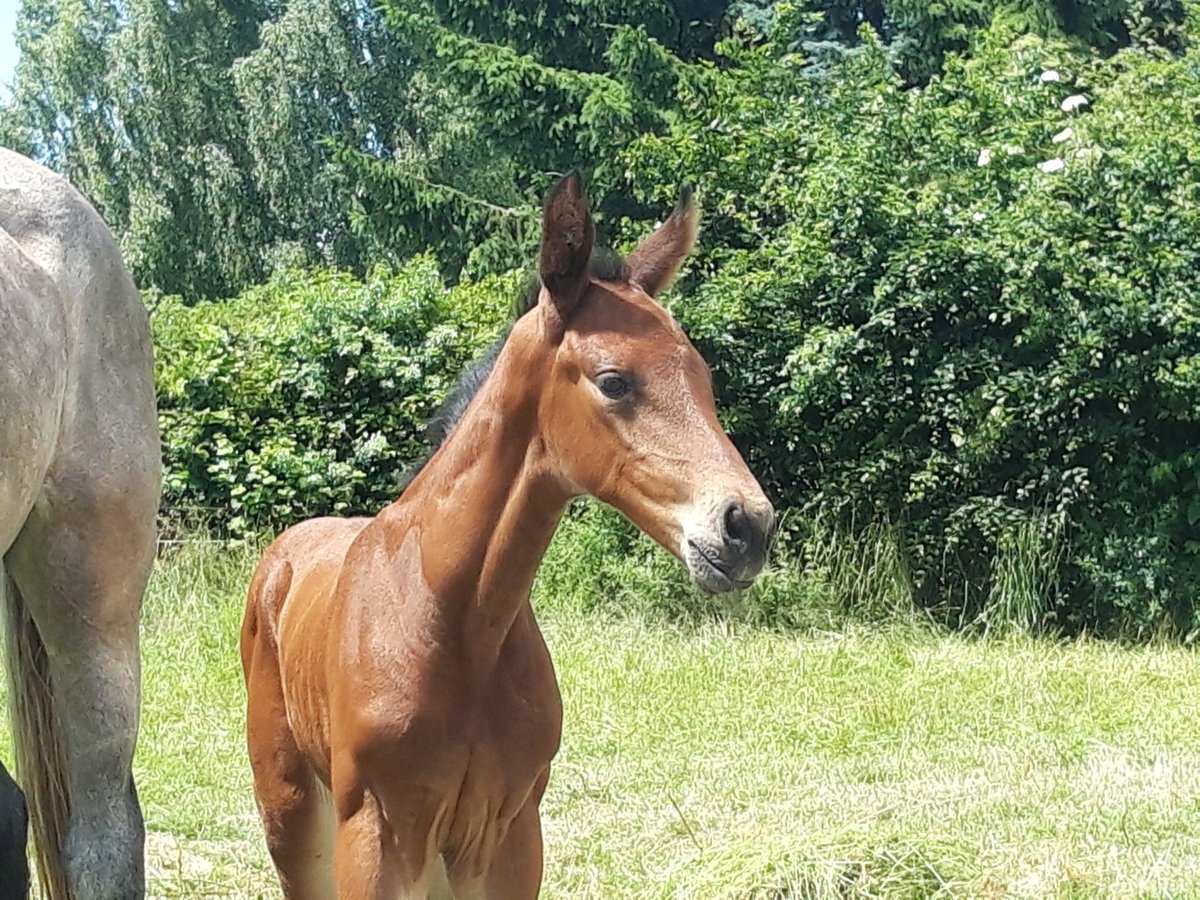 Caballo de deporte alemán Yegua 2 años 174 cm Castaño in Eibau