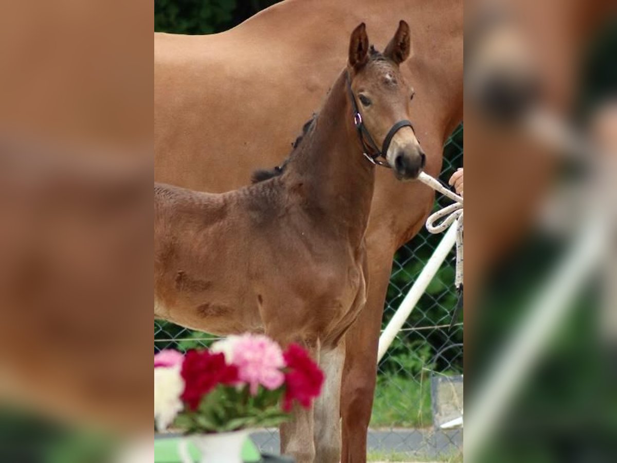 Caballo de deporte alemán Yegua 2 años 174 cm Castaño oscuro in Eibau