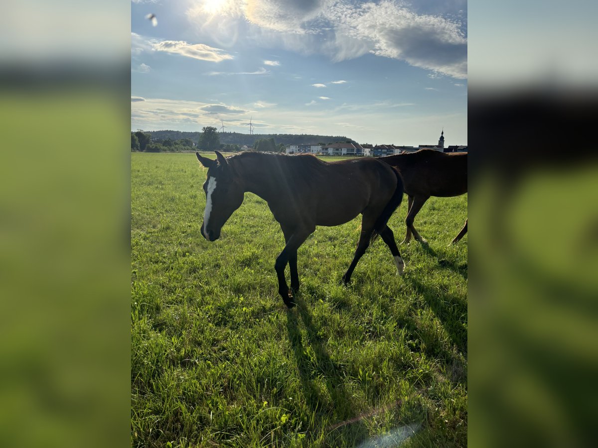 Caballo de deporte alemán Yegua 2 años Alazán-tostado in Aurach