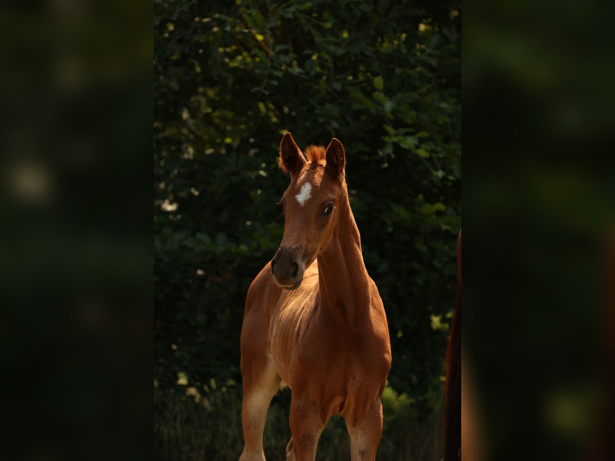 Caballo de deporte alemán Yegua 2 años Alazán-tostado in Schönwalde-Glien