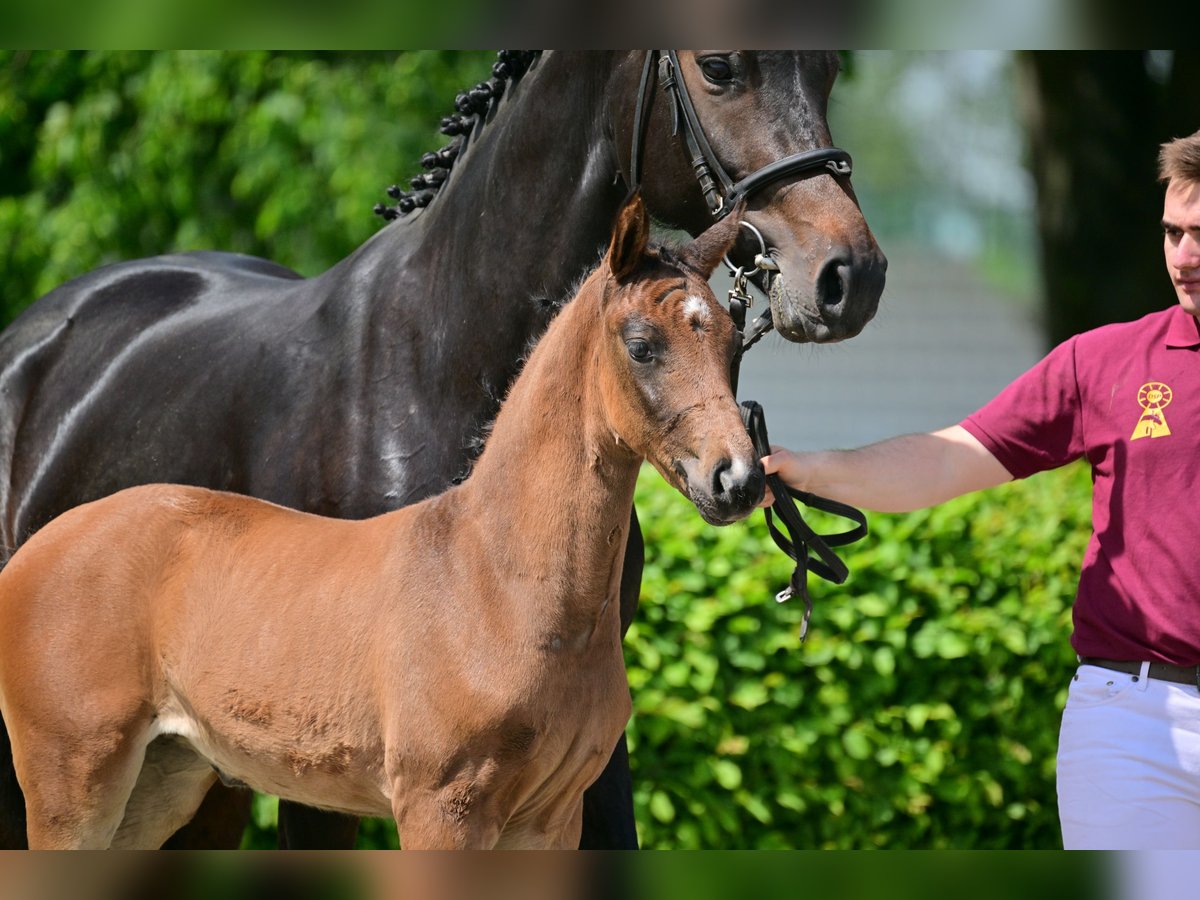 Caballo de deporte alemán Yegua 2 años Castaño in Schwedt Schönermark