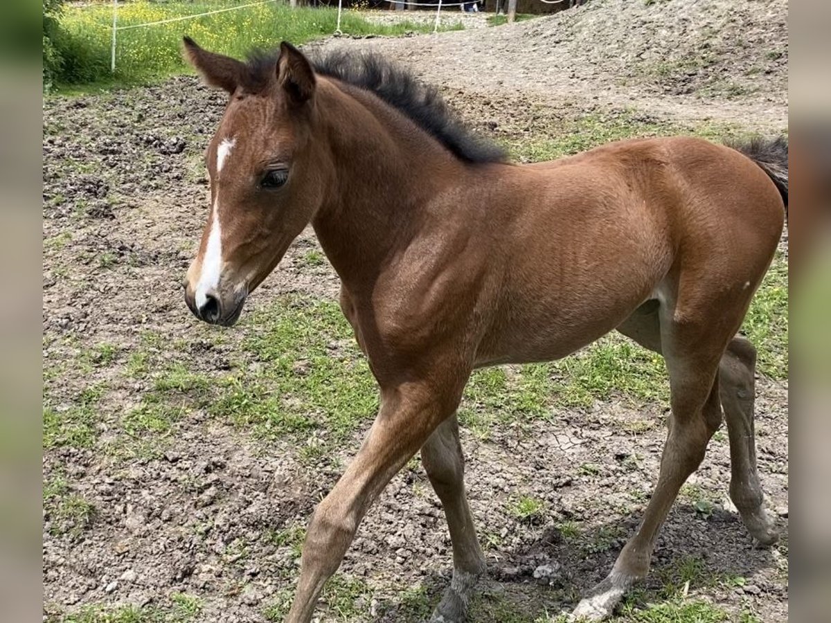 Caballo de deporte alemán Yegua 2 años Castaño in Empfingen