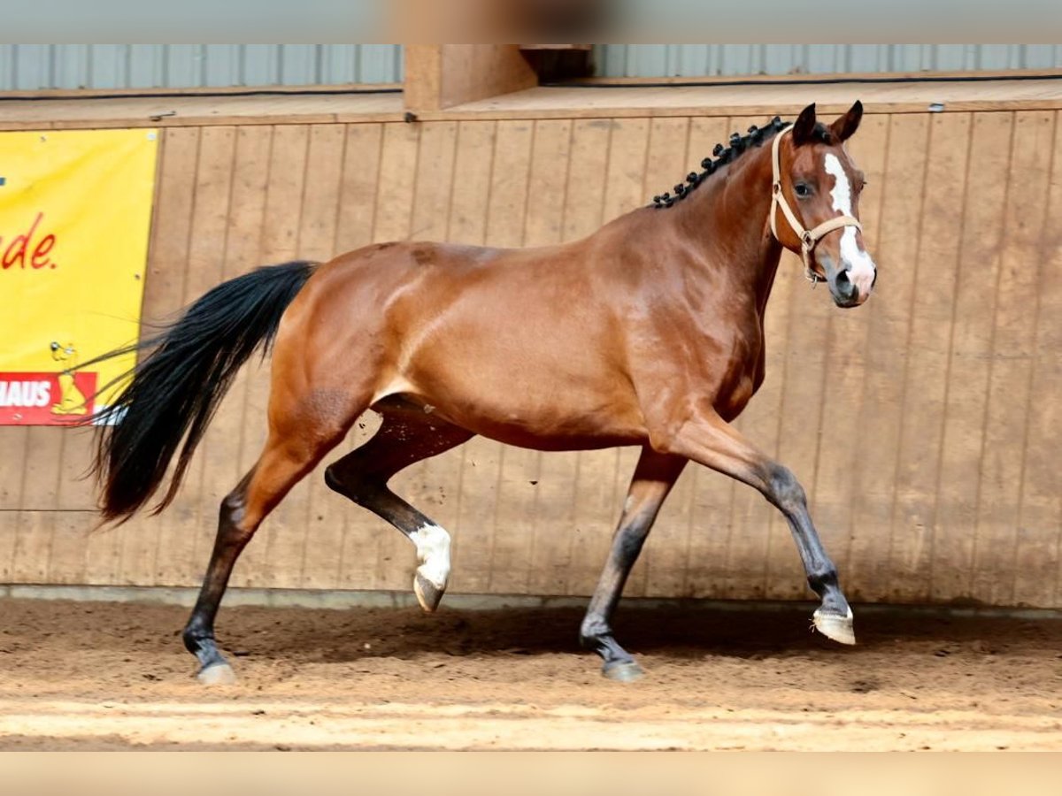 Caballo de deporte alemán Yegua 3 años 152 cm Castaño in B&#xF6;neb&#xFC;ttel