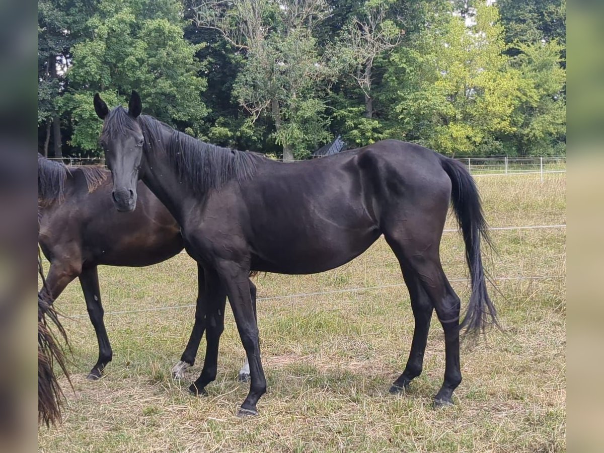 Caballo de deporte alemán Yegua 3 años 160 cm Negro in Bad K&#xF6;nig