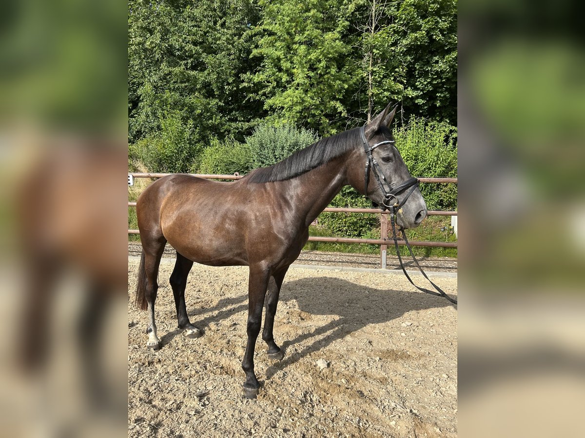 Caballo de deporte alemán Yegua 3 años 162 cm Musgo in Leubsdorf