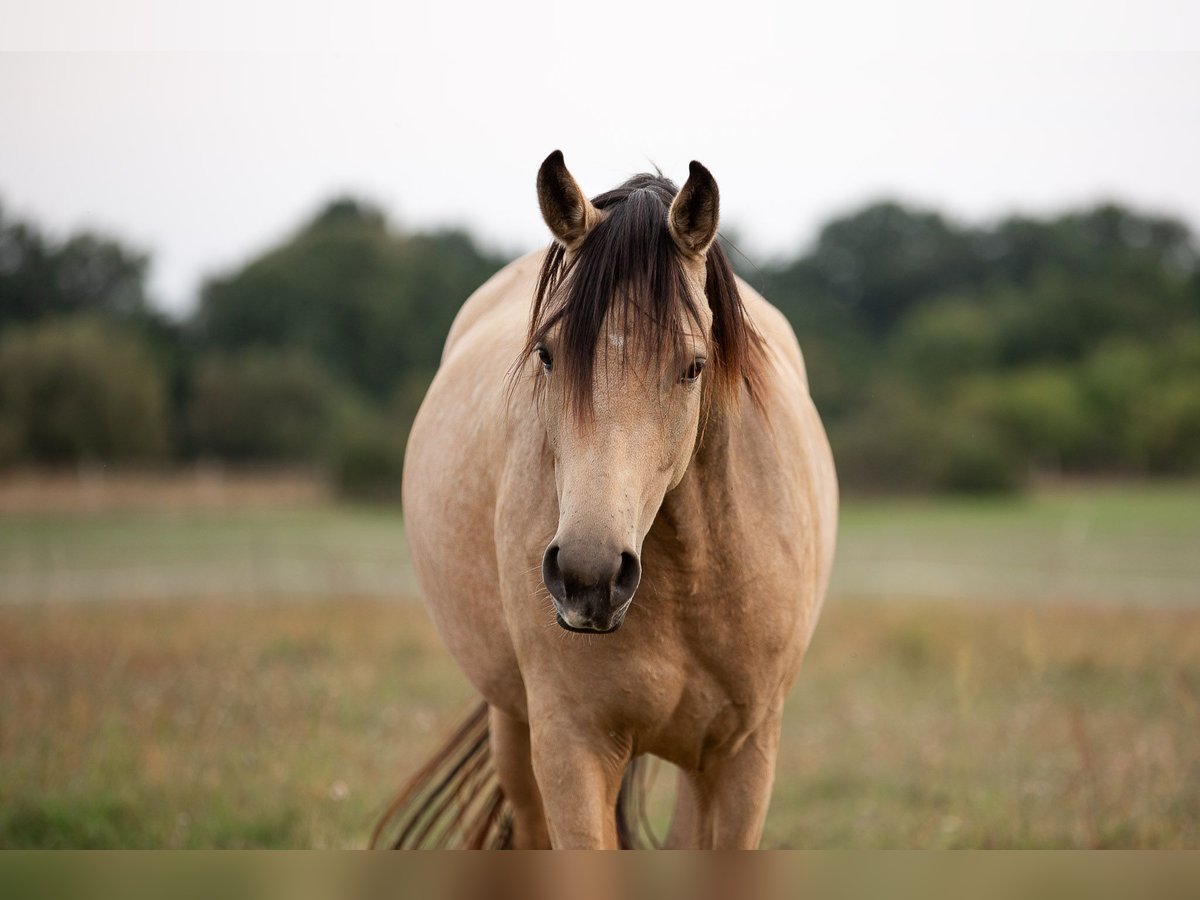 Caballo de deporte alemán Yegua 3 años 163 cm Buckskin/Bayo in Pritzwalk