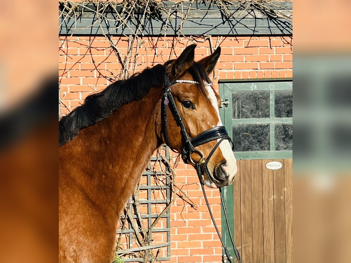 Caballo de deporte alemán Yegua 3 años 164 cm Castaño in MartfeldMartfeld