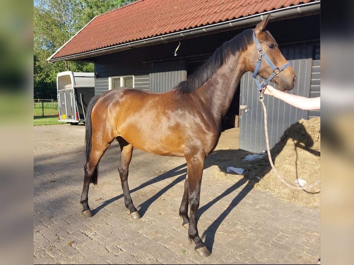 Caballo de deporte alemán Yegua 3 años 165 cm Castaño oscuro in Lichtenvoorde