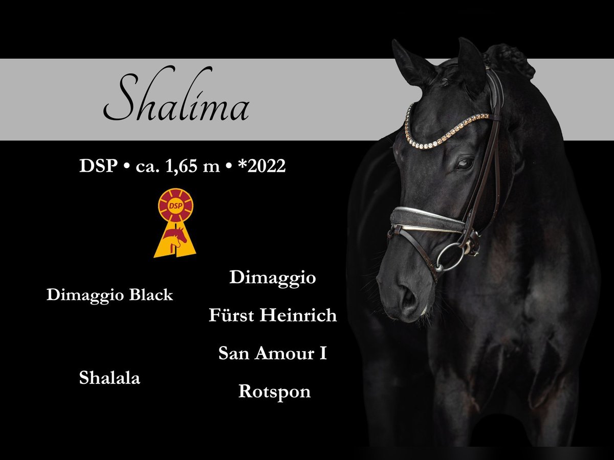 Caballo de deporte alemán Yegua 3 años 165 cm Negro in Wehringen