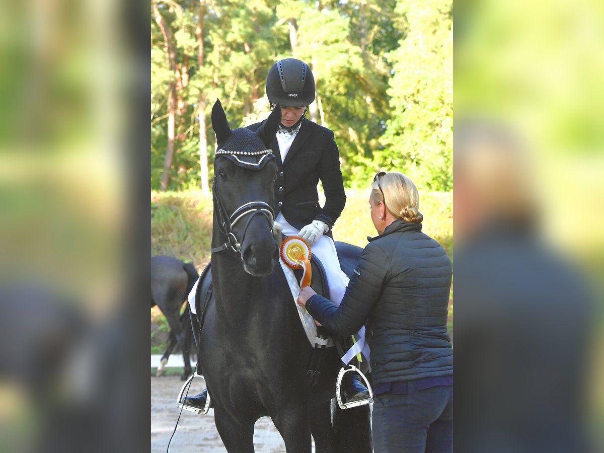 Caballo de deporte alemán Yegua 3 años 165 cm Negro in Rochau