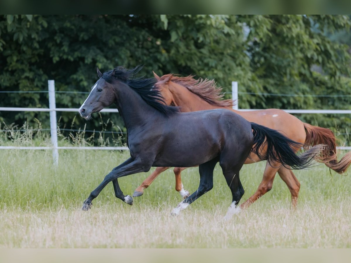 Caballo de deporte alemán Yegua 3 años 165 cm Negro in Zeiskam