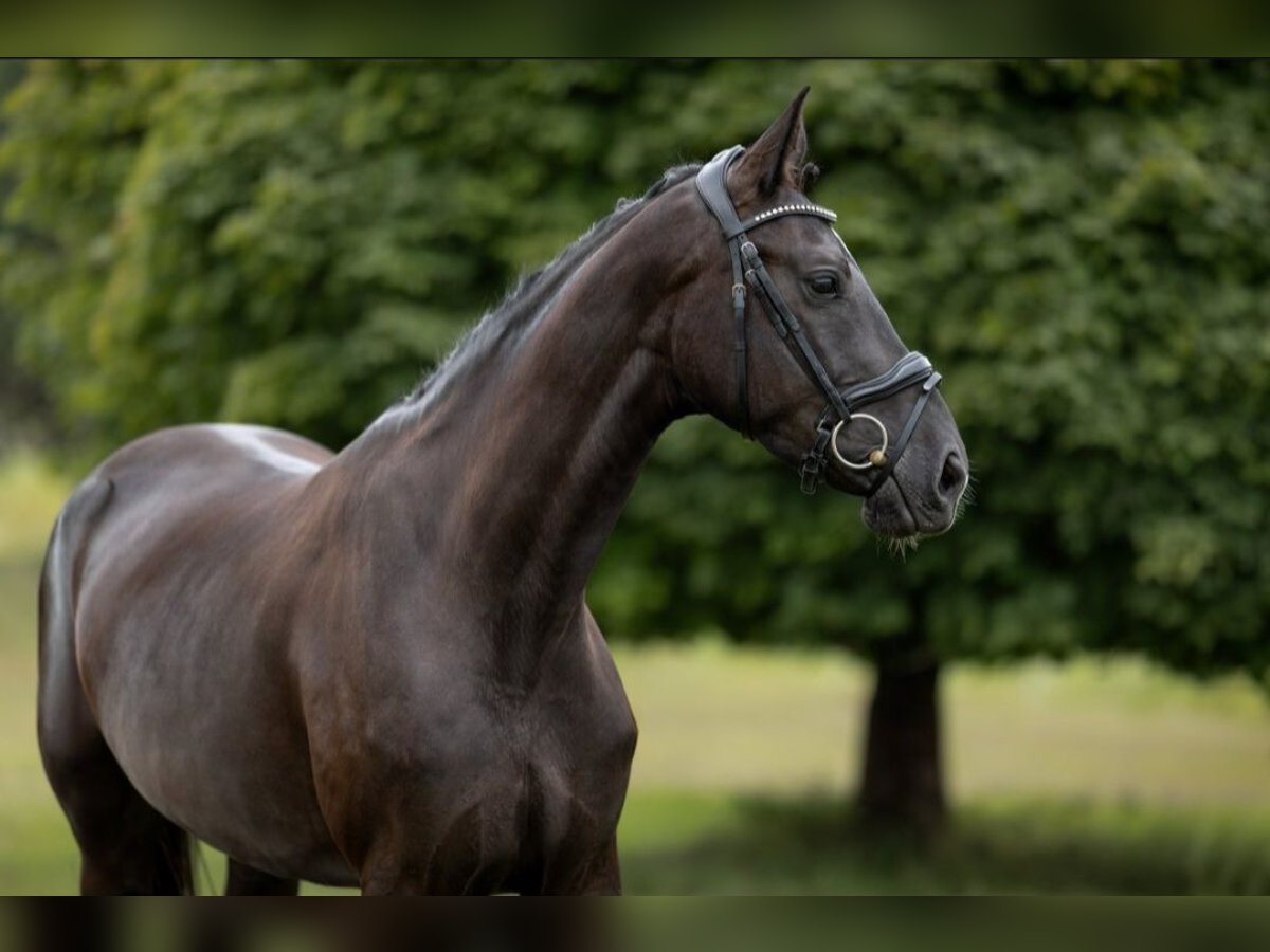 Caballo de deporte alemán Yegua 3 años 165 cm Negro in Steinach