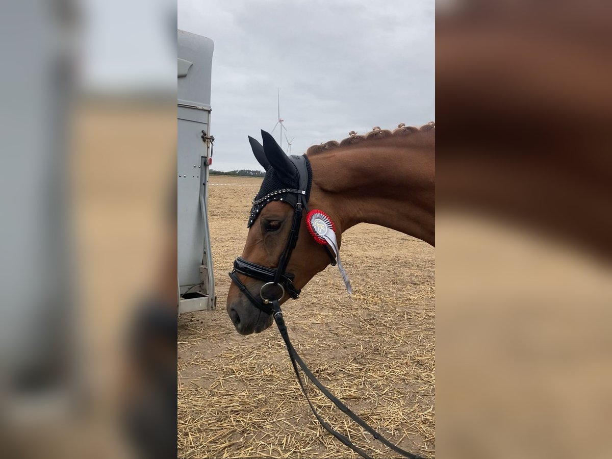 Caballo de deporte alemán Yegua 3 años 166 cm Alazán in Bismark (Altmark)