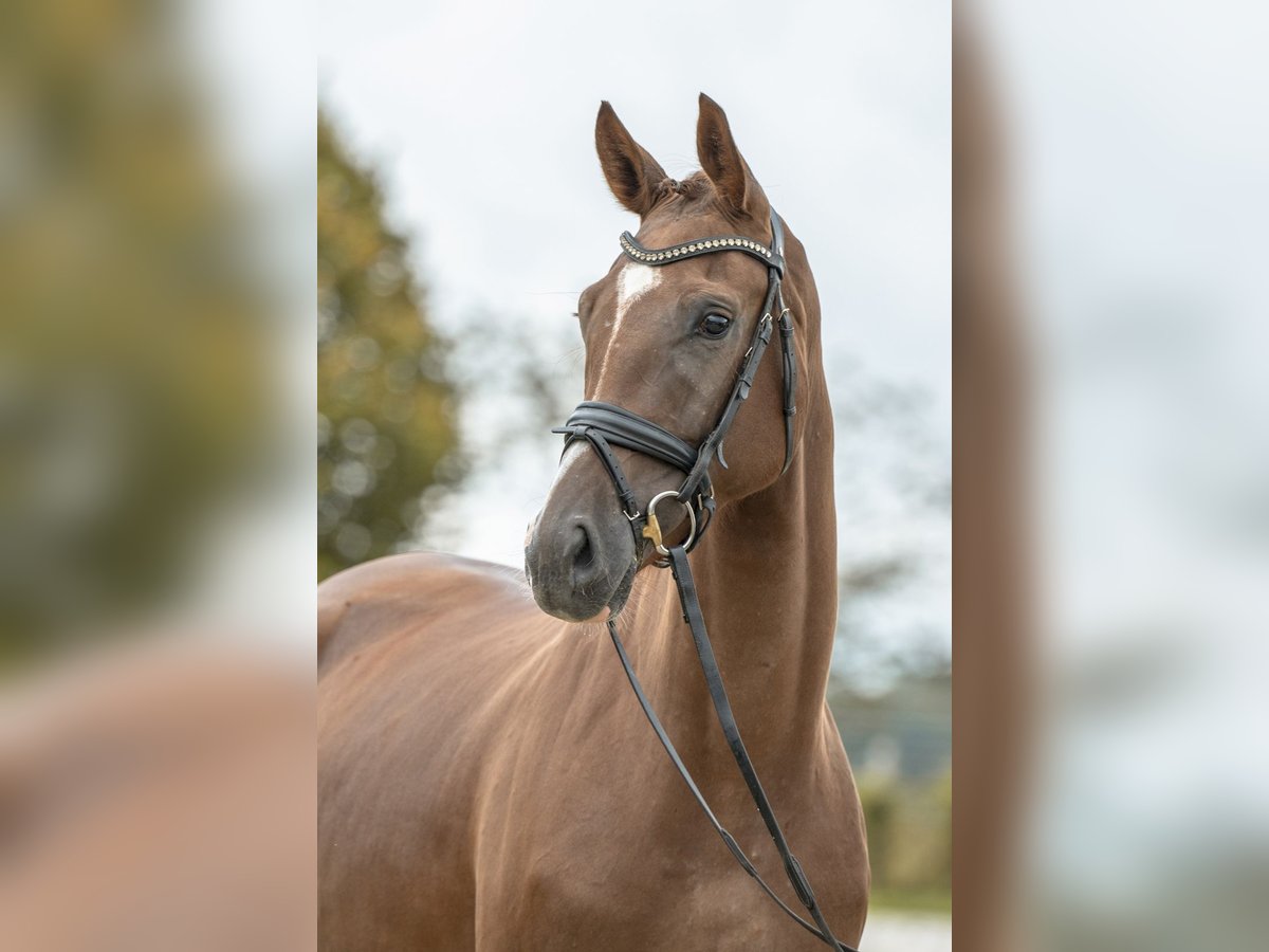 Caballo de deporte alemán Yegua 3 años 166 cm Alazán-tostado in Gomadingen