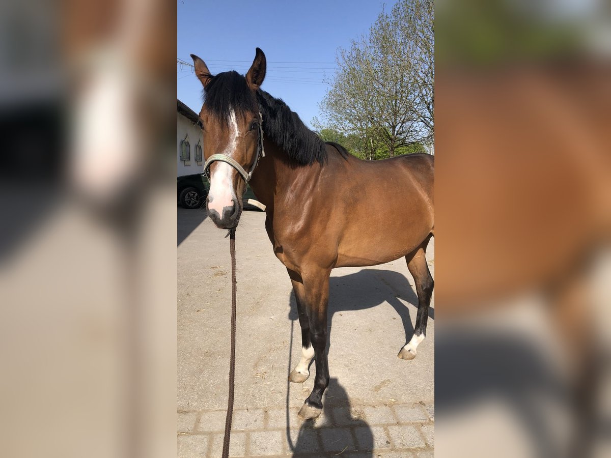 Caballo de deporte alemán Yegua 3 años 166 cm Castaño in Neunkirchen