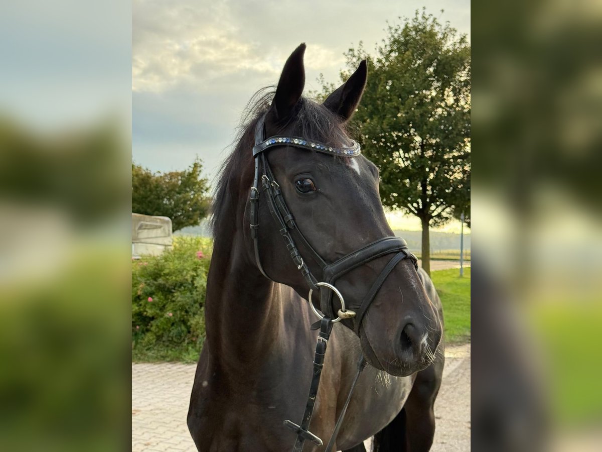 Caballo de deporte alemán Yegua 3 años 166 cm Morcillo in Ditzingen
