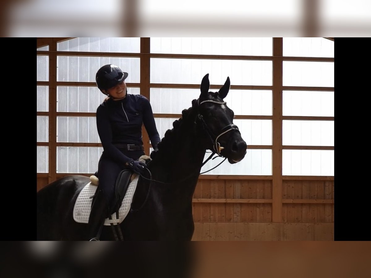 Caballo de deporte alemán Yegua 3 años 166 cm Morcillo in Jengen/Weicht