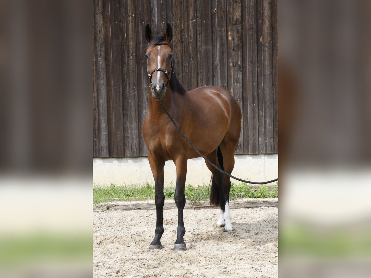 Caballo de deporte alemán Yegua 3 años 167 cm Castaño in Müncheberg