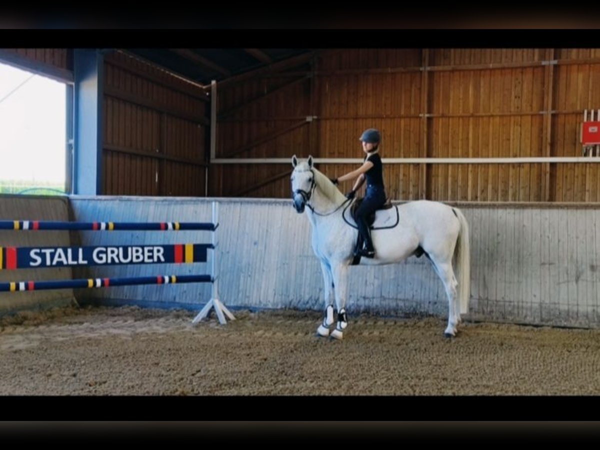 Caballo de deporte alemán Yegua 3 años 167 cm Castaño in Wilhermsdorf