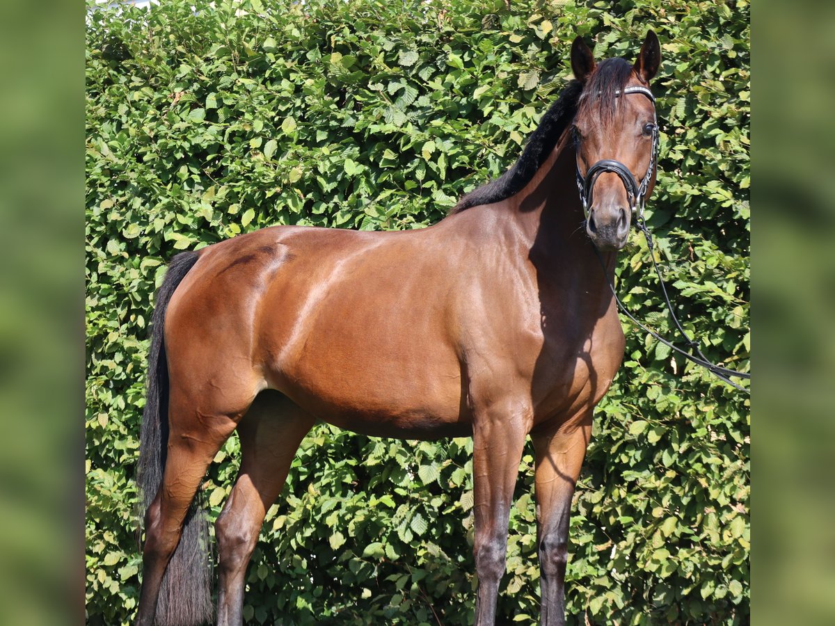 Caballo de deporte alemán Yegua 3 años 167 cm Castaño in Ebermannsdorf