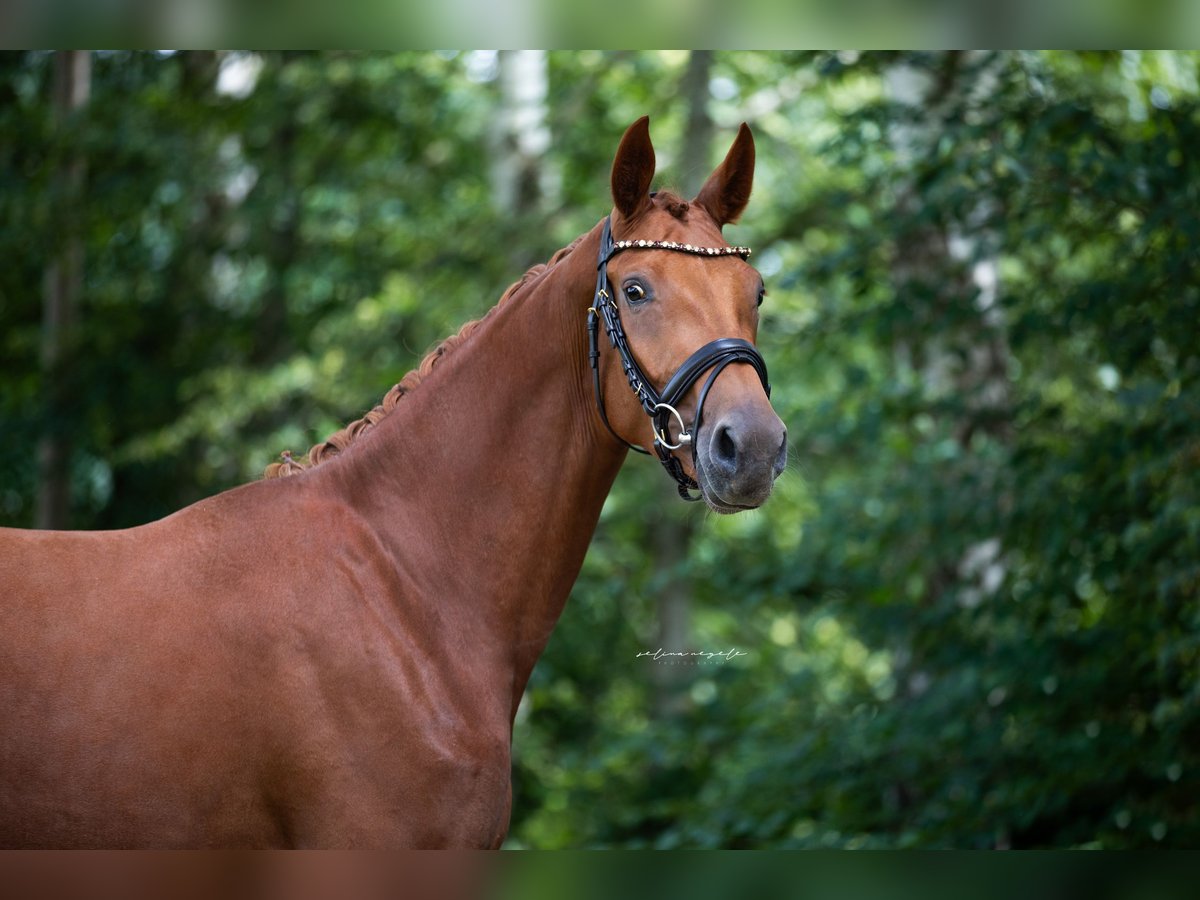 Caballo de deporte alemán Yegua 3 años 168 cm Alazán in Illertissen