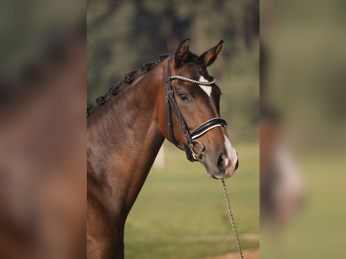 Caballo de deporte alemán Yegua 3 años 168 cm Castaño in Wilhermsdorf