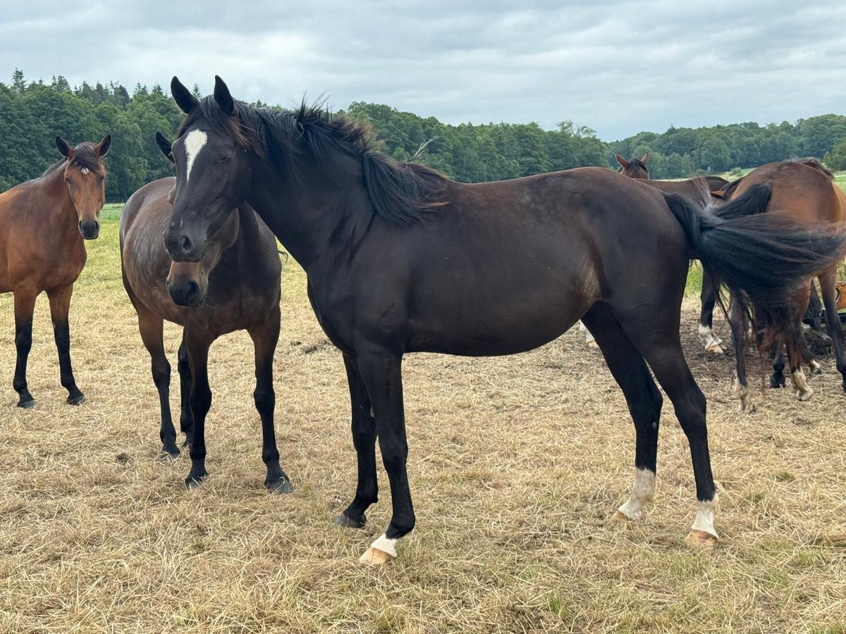 Caballo de deporte alemán Yegua 3 años 168 cm Castaño oscuro in Vechta