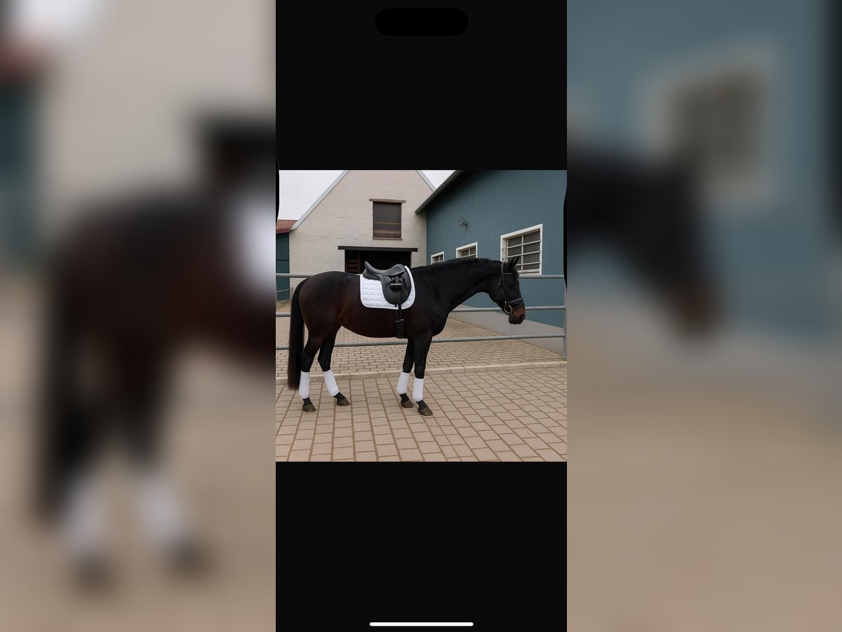 Caballo de deporte alemán Yegua 3 años 168 cm Morcillo in Kleinlangheim