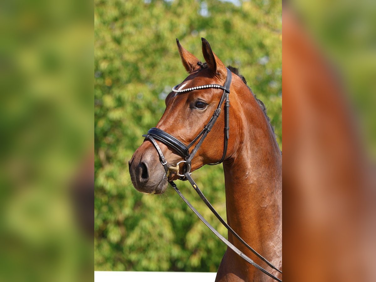 Caballo de deporte alemán Yegua 3 años 169 cm Castaño in Gomadingen