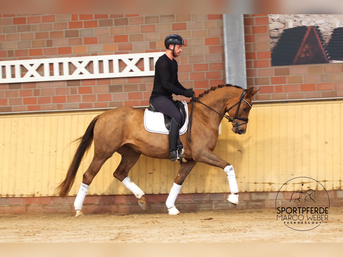 Caballo de deporte alemán Yegua 3 años 170 cm Alazán-tostado in Bad Zwischenahn