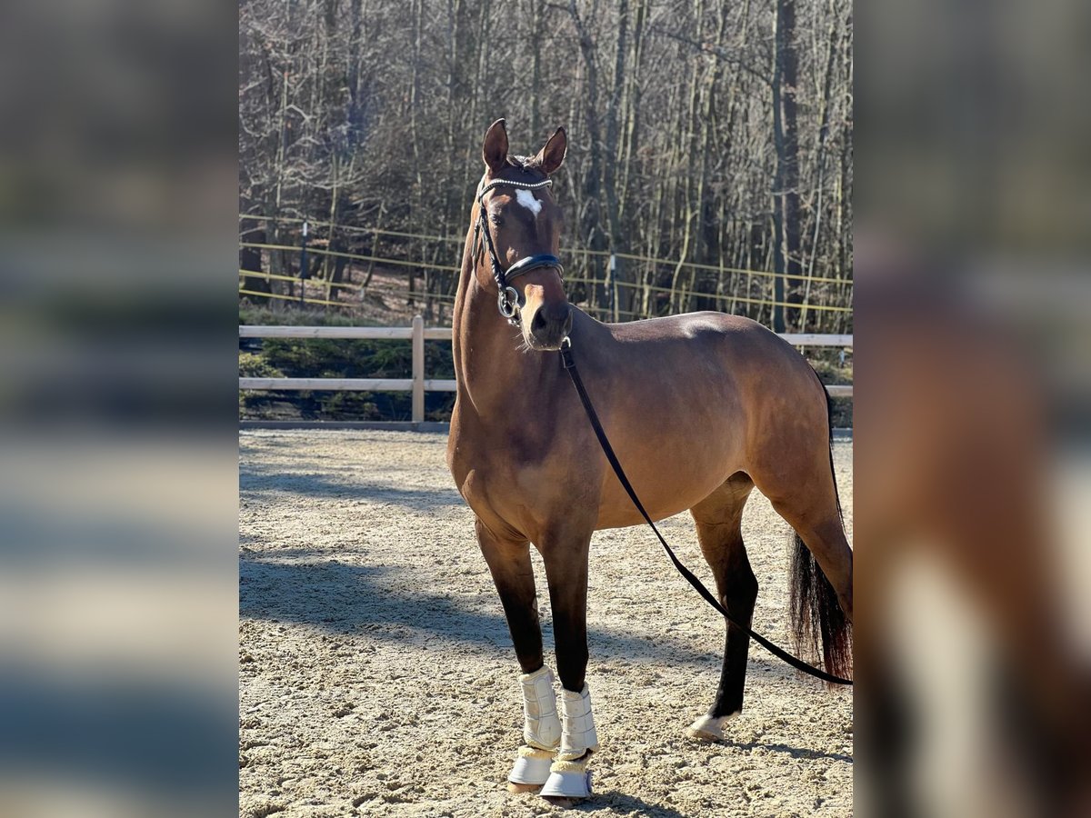 Caballo de deporte alemán Yegua 3 años 170 cm Castaño oscuro in Bad Griesbach im Rottal