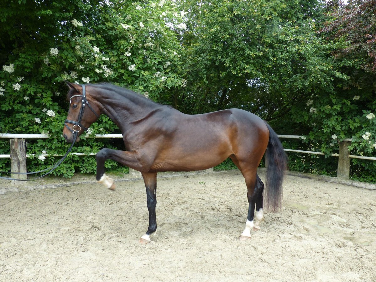 Caballo de deporte alemán Yegua 3 años 170 cm Castaño oscuro in Radevormwald