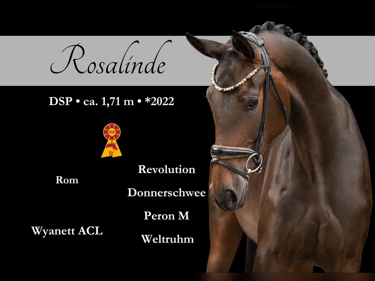 Caballo de deporte alemán Yegua 3 años 170 cm Castaño oscuro in Wehringen