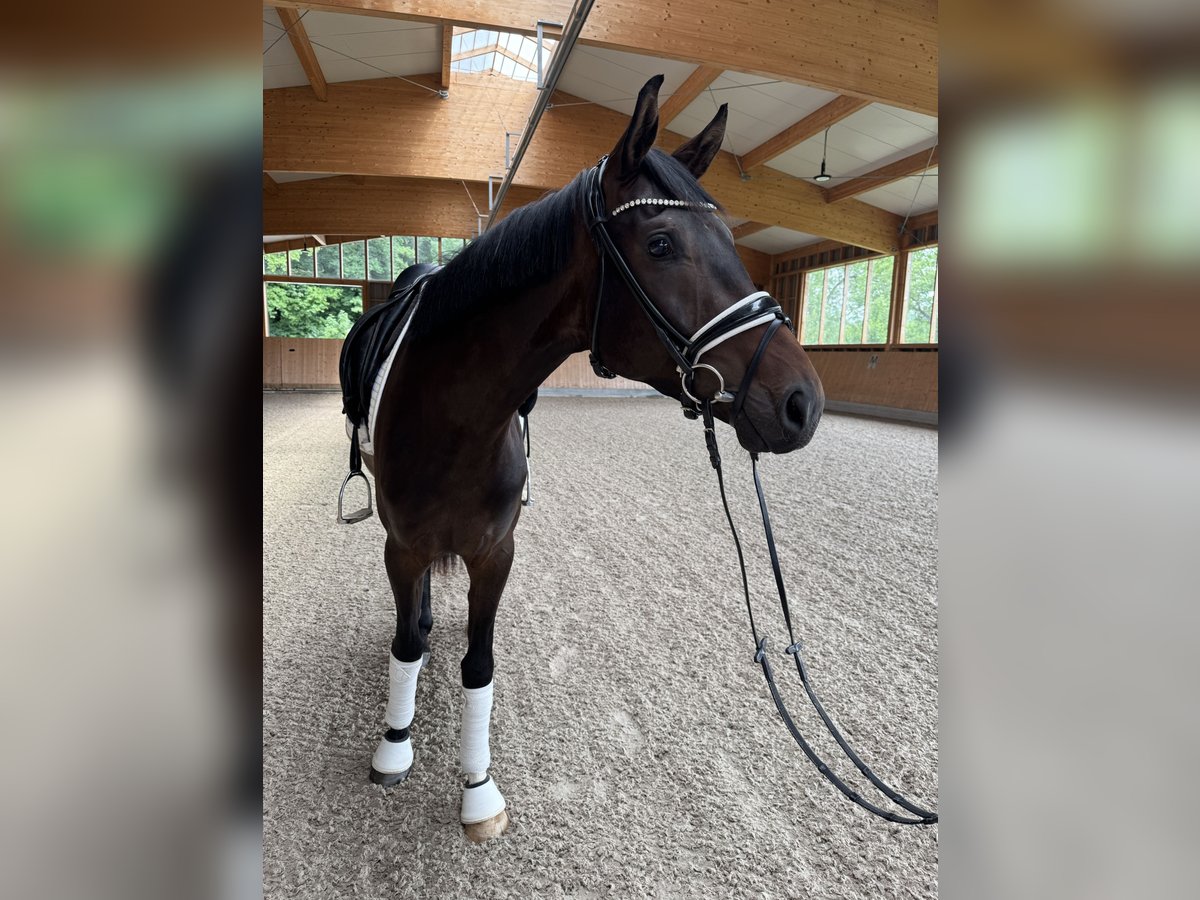 Caballo de deporte alemán Yegua 3 años 170 cm Castaño oscuro in Schw&#xE4;bisch Gm&#xFC;nd