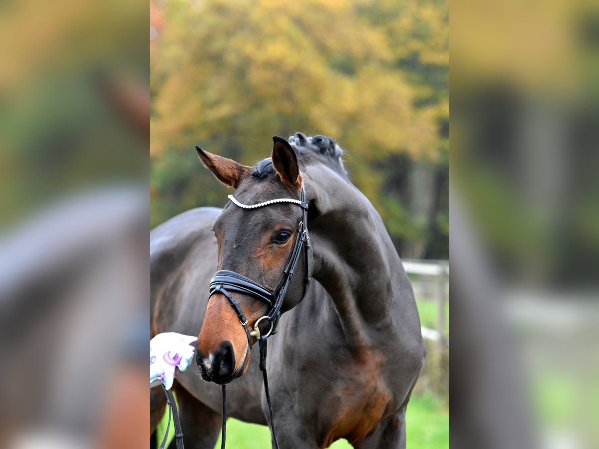 Caballo de deporte alemán Yegua 3 años 171 cm Castaño in Klötze ot Neuendorf