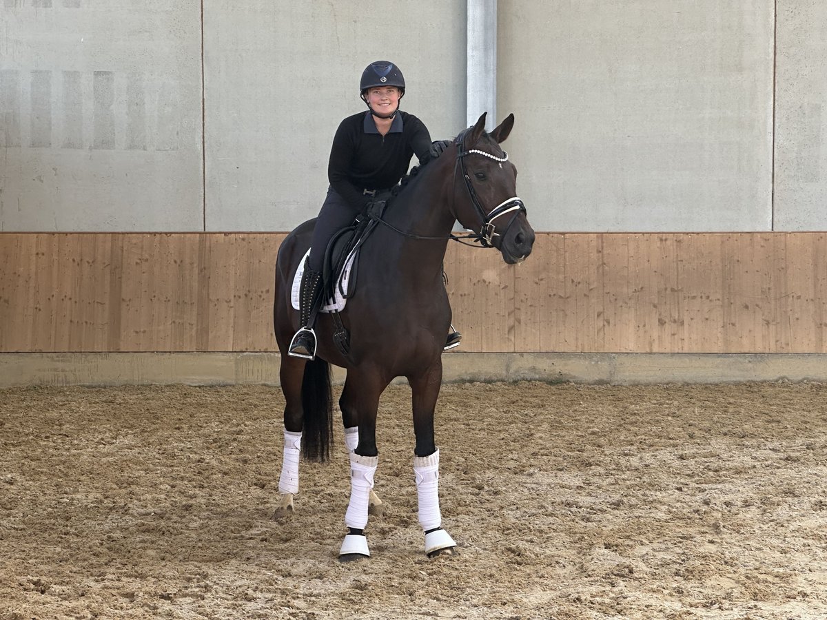 Caballo de deporte alemán Yegua 3 años 172 cm Castaño oscuro in Jengen